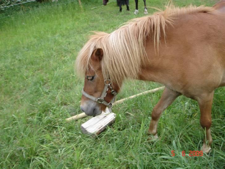 Shetlænder Freja solgt billede 2