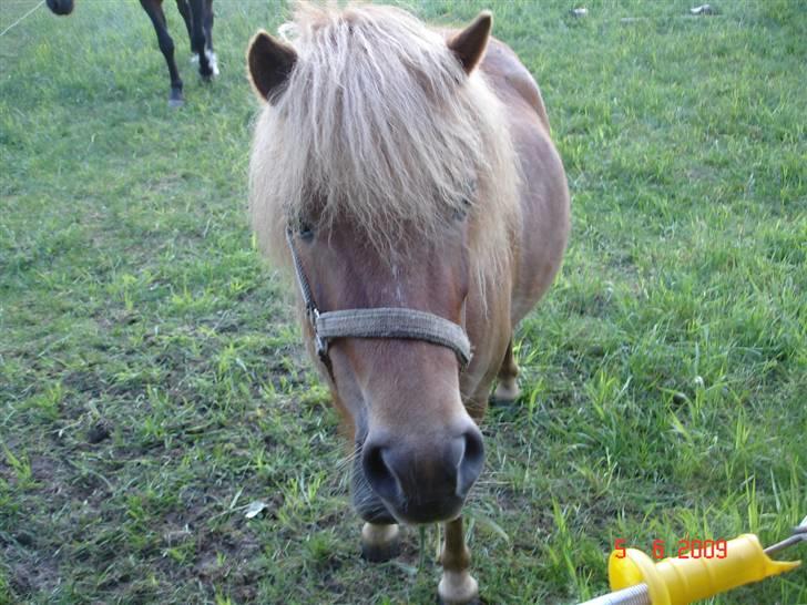 Shetlænder Freja solgt billede 3