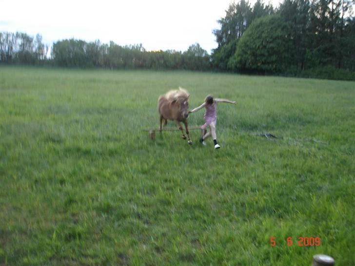 Shetlænder Freja solgt billede 4