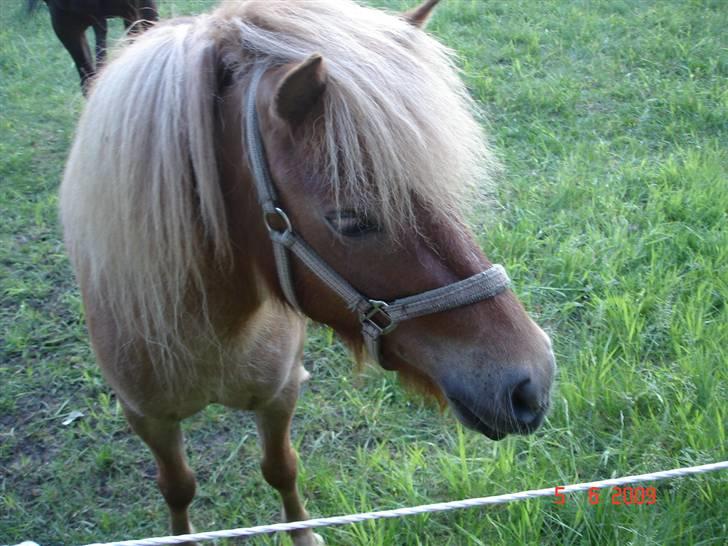 Shetlænder Freja solgt billede 5