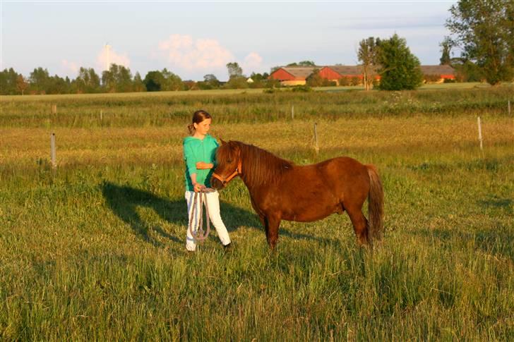 Shetlænder speedy  - nr. 7´ jeg elsker dig min lille dreng [´: billede 7