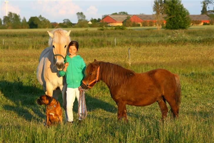 Shetlænder speedy  - nr. 8´ alle dyrene  (´;. billede 8