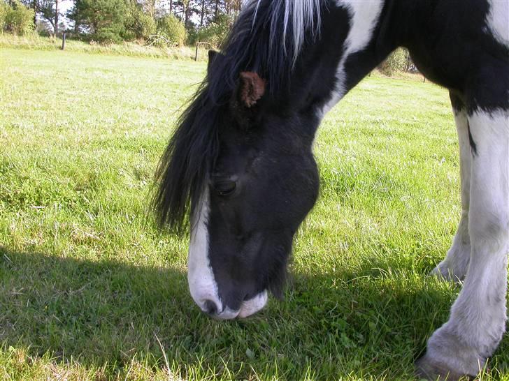 Irish Cob Victoria R.I.P billede 2