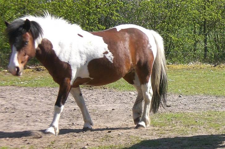 Anden særlig race Moonlight billede 10