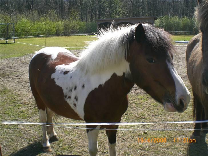 Anden særlig race Moonlight billede 11