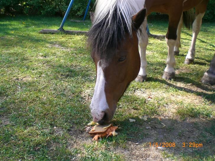 Anden særlig race Moonlight - moonlight s fødselsdags kage som hun er godt i gang med billede 12