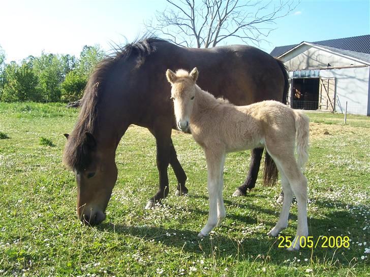 Islænder Kjartan fra Hedegård - Kjartan som føl - med mor Gæfa billede 1