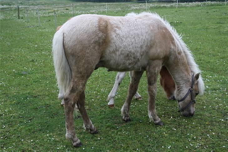 Islænder Kjartan fra Hedegård - Kjartan på Hedegård, hvor han er født billede 2