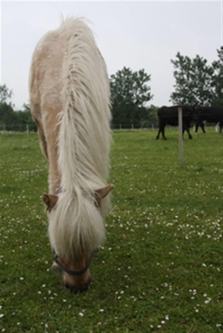 Islænder Kjartan fra Hedegård - Se min flotte man! billede 3