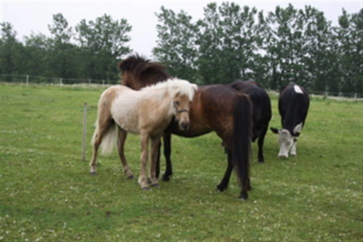 Islænder Kjartan fra Hedegård - Kjartan stadig på Hedegård - får  en tår hos mor Gæfa billede 4