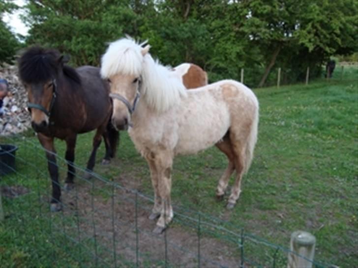 Islænder Kjartan fra Hedegård - Kjartan - stadig på Hedegård billede 5