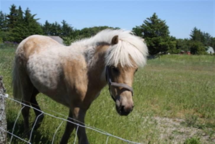 Islænder Kjartan fra Hedegård - Første dag i Nørhå billede 6