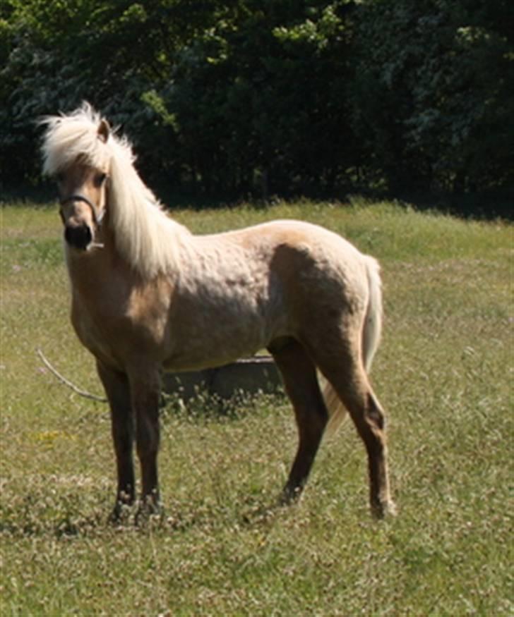 Islænder Kjartan fra Hedegård - Også fra første dag i Nørhå billede 7