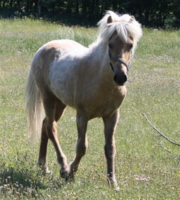 Islænder Kjartan fra Hedegård - stadig første dag billede 8