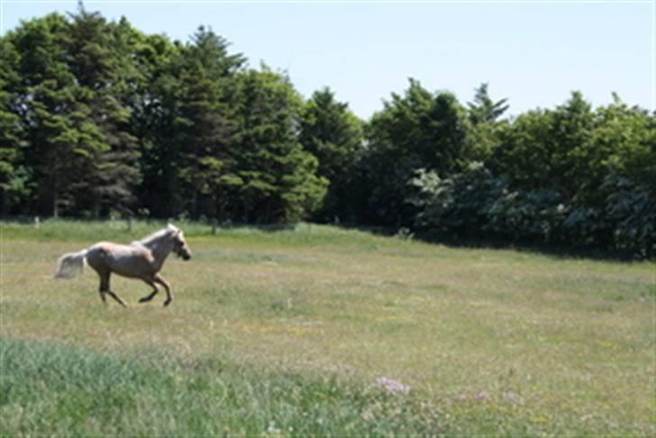Islænder Kjartan fra Hedegård - - og mere fart billede 10