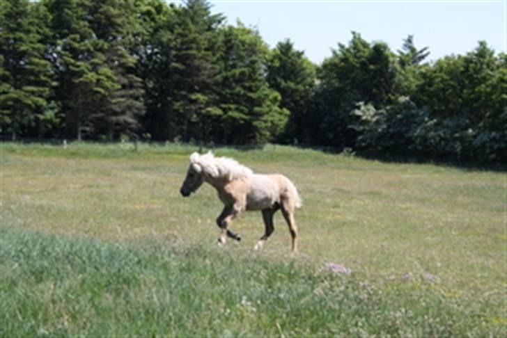 Islænder Kjartan fra Hedegård - stadig gang i den billede 11