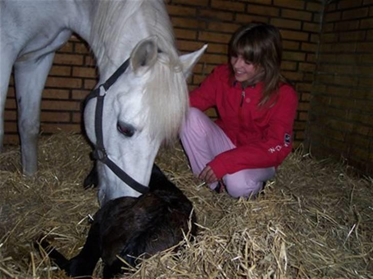 New Forest Toftgaards New Hope - En helt nyfødt Hope billede 2