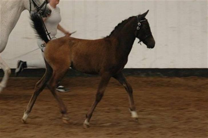 New Forest Toftgaards New Hope - Hope som føl, lille prop :-) billede 3