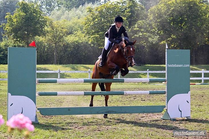 Tysk Sportspony Denver - B-pony - Denver i MB til CHS <3 billede 9