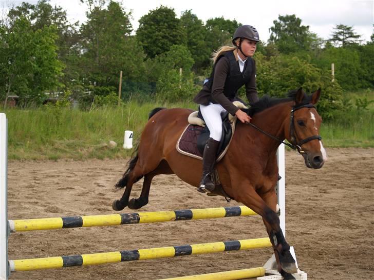 Tysk Sportspony Denver - B-pony billede 10