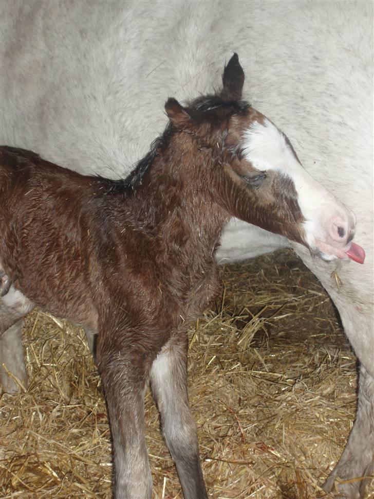 DSP Toftgaards Nice Device billede 3