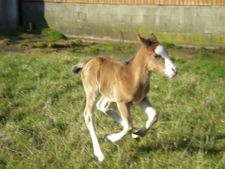 DSP Toftgaards Nice Device billede 4