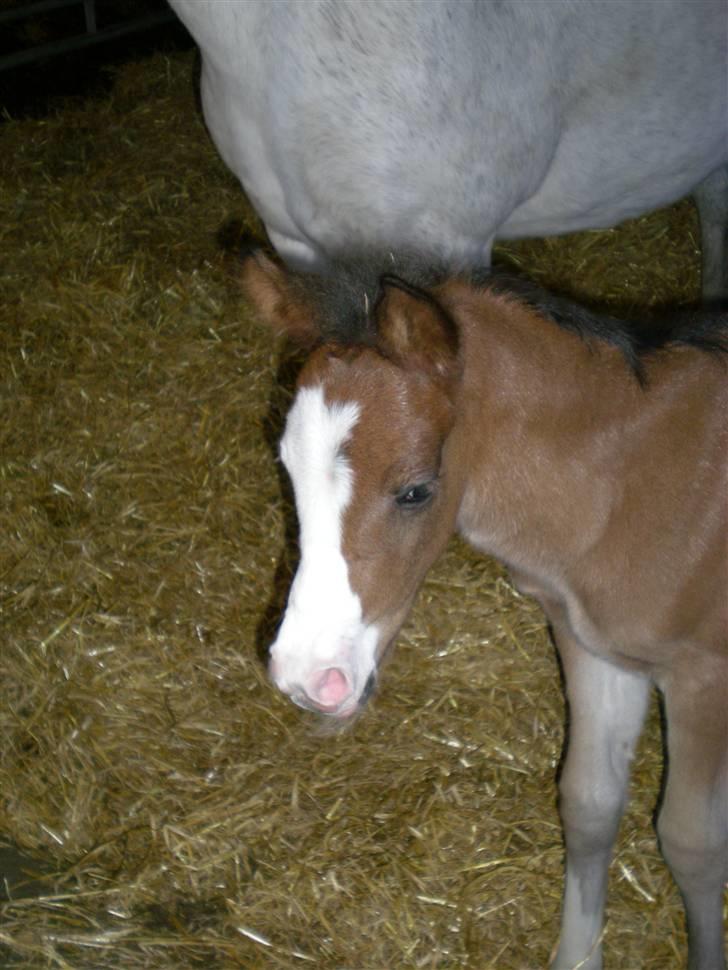 DSP Toftgaards Nice Device billede 5