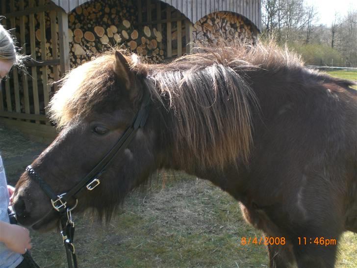 Islænder Þokkadís fra Amhøj Solgt billede 12