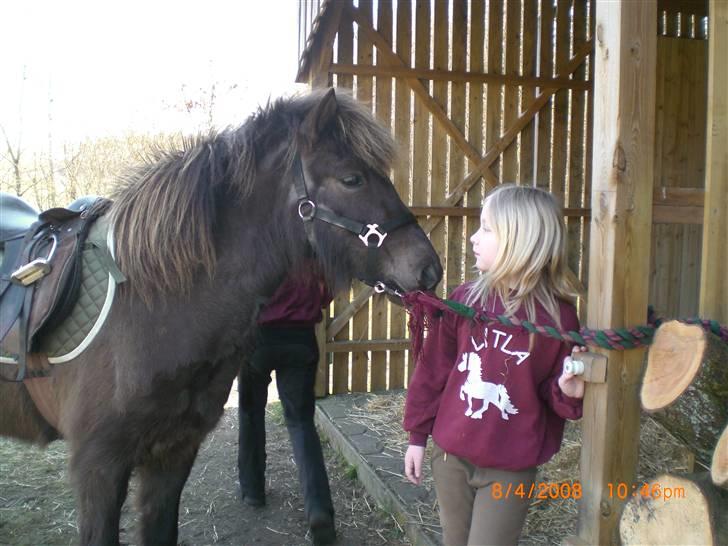 Islænder Þokkadís fra Amhøj Solgt billede 13