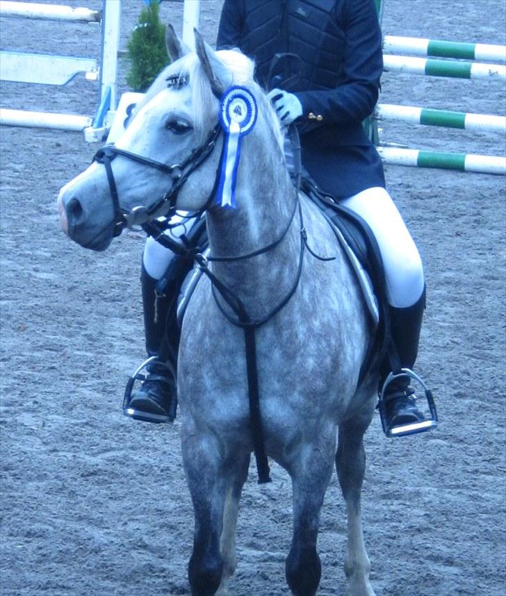 Welsh Cob (sec D) Jackpot<3 (Himmelhest) - LB2 2 plads:) han var så god!!!!!!!!!!!!!! billede 10