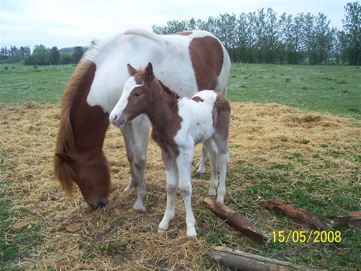 Islænder Kiljan fra Hedegård - Kiljan som lille føl med mor Raud-Skjona  billede 1