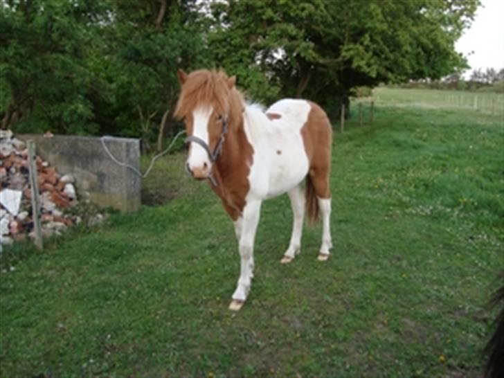 Islænder Kiljan fra Hedegård - Kiljan hjemme på Hedegård billede 2