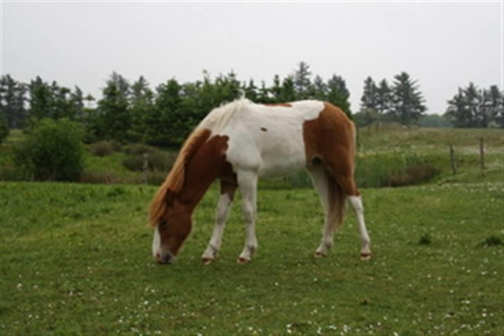 Islænder Kiljan fra Hedegård - Stadig hjemme på Hedegård billede 3