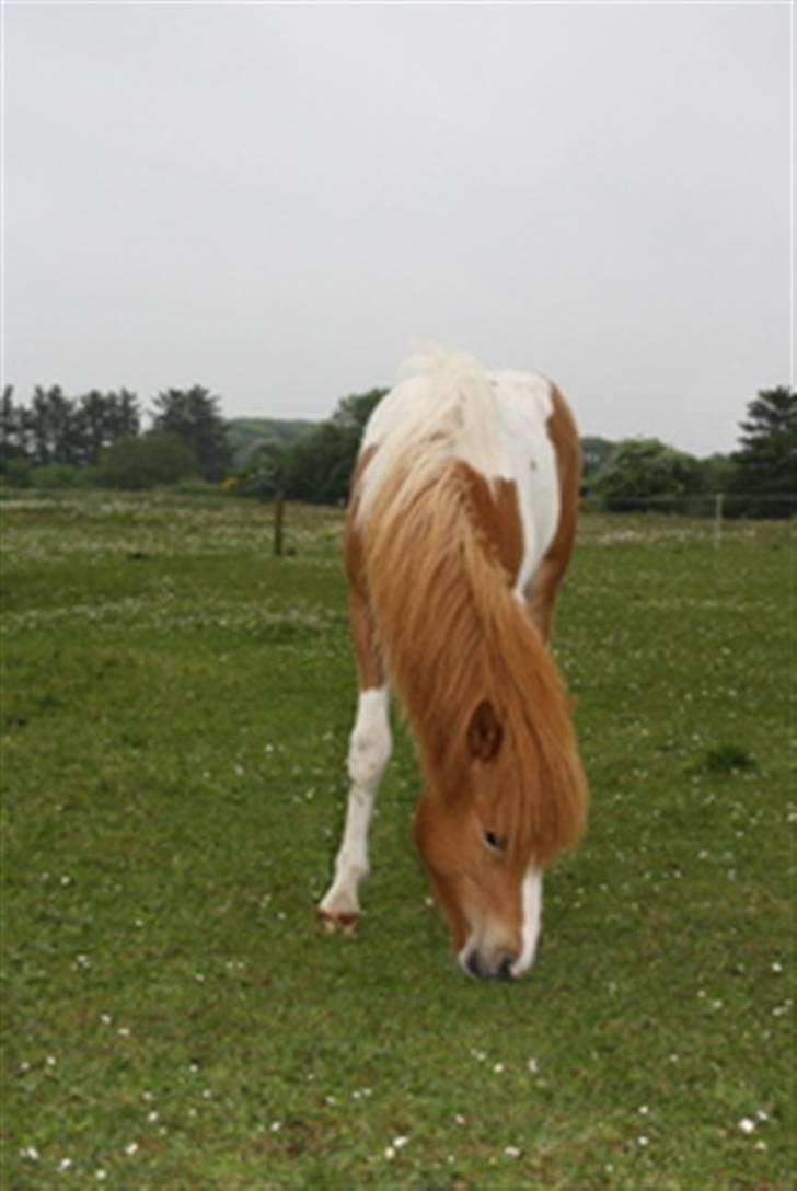 Islænder Kiljan fra Hedegård - Der er god græsning her på Hedegård! billede 4