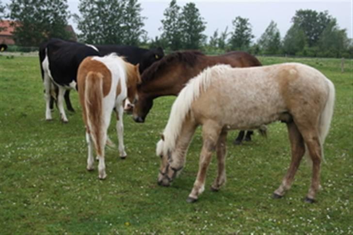 Islænder Kiljan fra Hedegård - Der er også køer her, hvor jeg er født billede 5