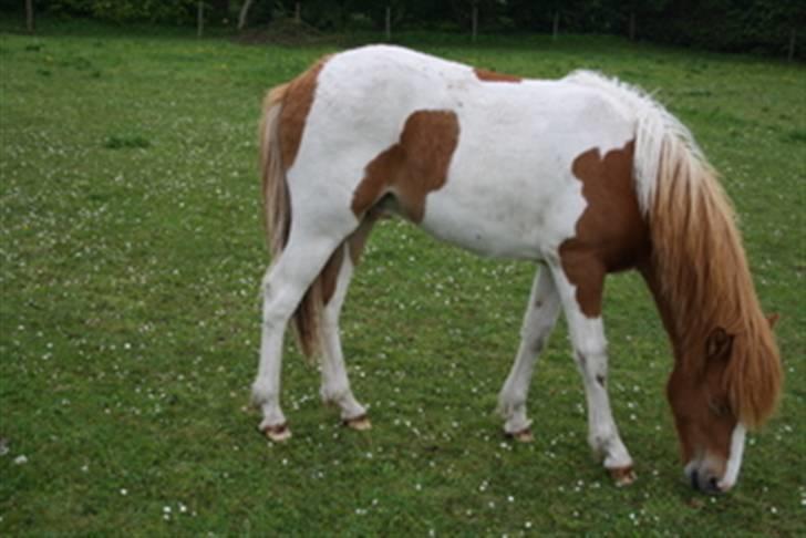 Islænder Kiljan fra Hedegård - Er jeg ikke flot broget? billede 6