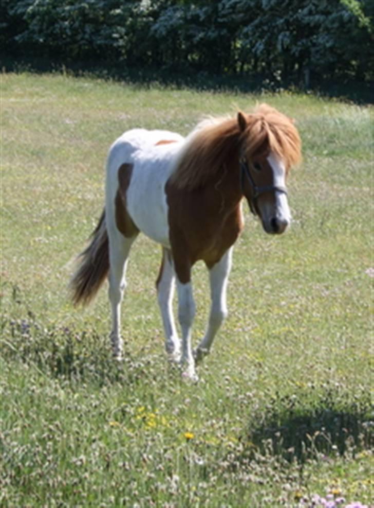 Islænder Kiljan fra Hedegård - Første dag i Nørhå billede 7