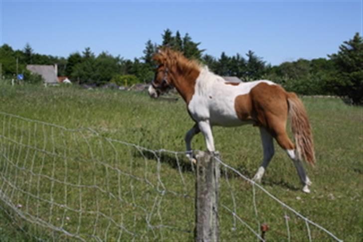 Islænder Kiljan fra Hedegård - Stadig min første dag hos mine nye mennesker billede 8