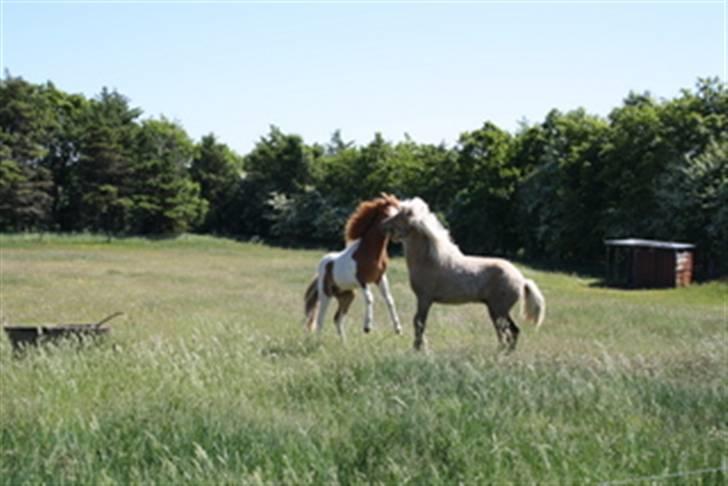 Islænder Kiljan fra Hedegård - Leg med halvbroder Kjartan billede 9
