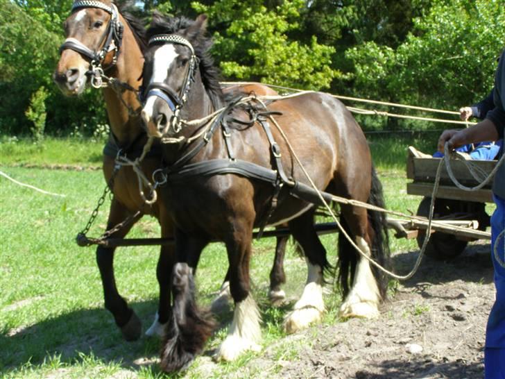 Irish Cob Mr.Spike SOLGT - Spike første gang for vogn billede 16