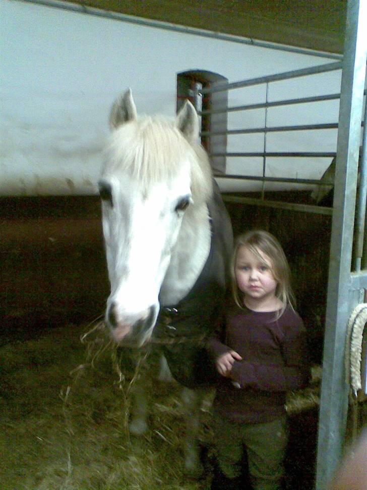 Anden særlig race shila gammel leje pony billede 19