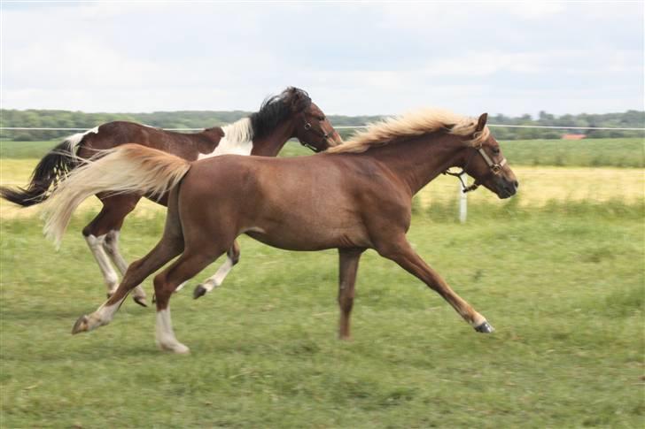 Welsh Pony af Cob-type (sec C) Scotty billede 1
