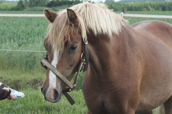 Welsh Pony af Cob-type (sec C) Scotty billede 3