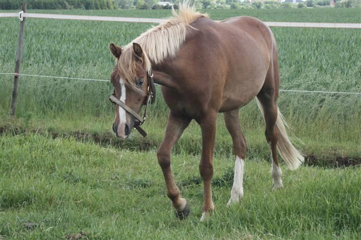 Welsh Pony af Cob-type (sec C) Scotty billede 4
