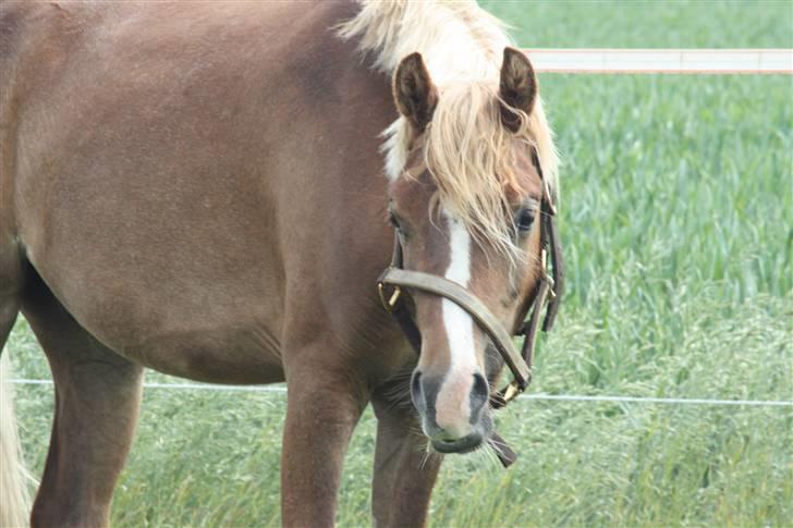 Welsh Pony af Cob-type (sec C) Scotty billede 5