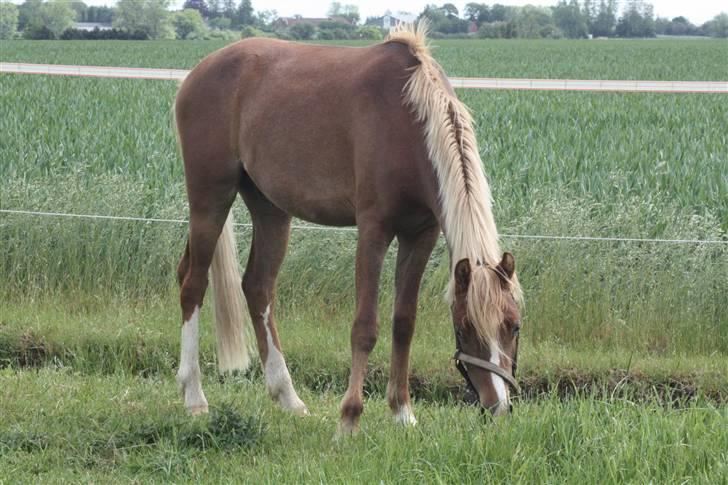 Welsh Pony af Cob-type (sec C) Scotty billede 6