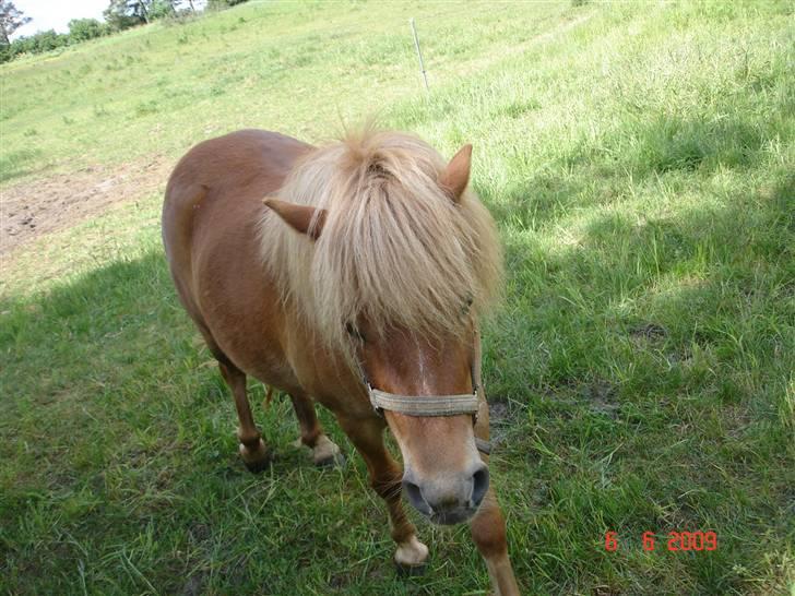 Shetlænder Freja solgt billede 7