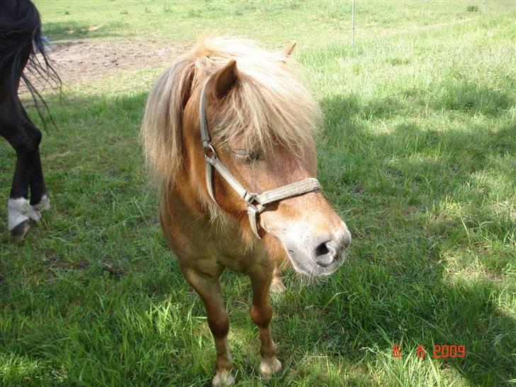 Shetlænder Freja solgt billede 8