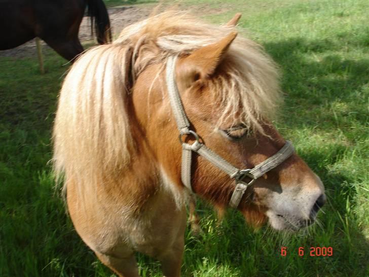 Shetlænder Freja solgt billede 9