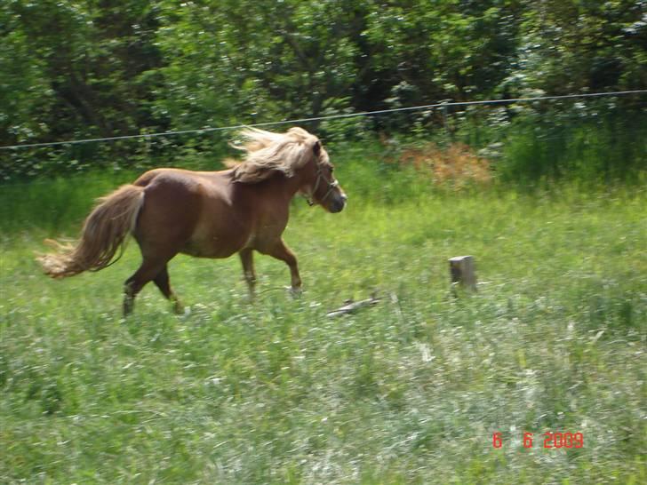 Shetlænder Freja solgt billede 10